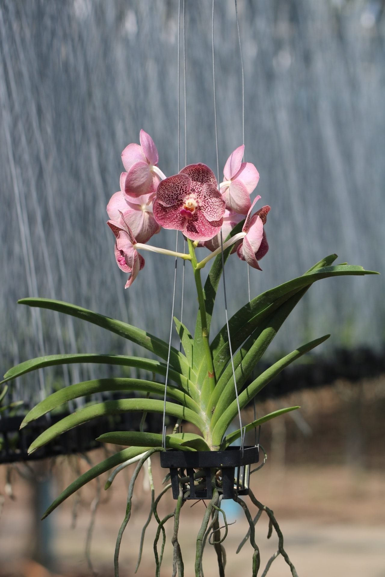 Wholesale Blooming Vanda from Thailand