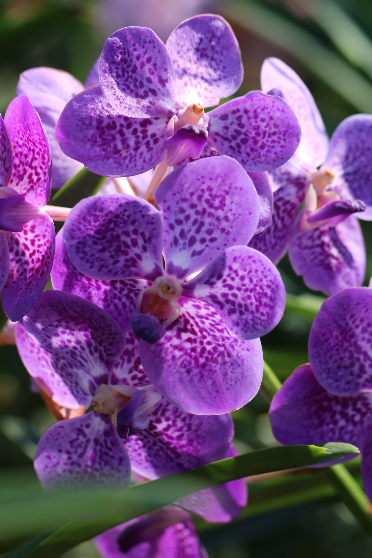 Wholesale Flowering Vanda from Thailand