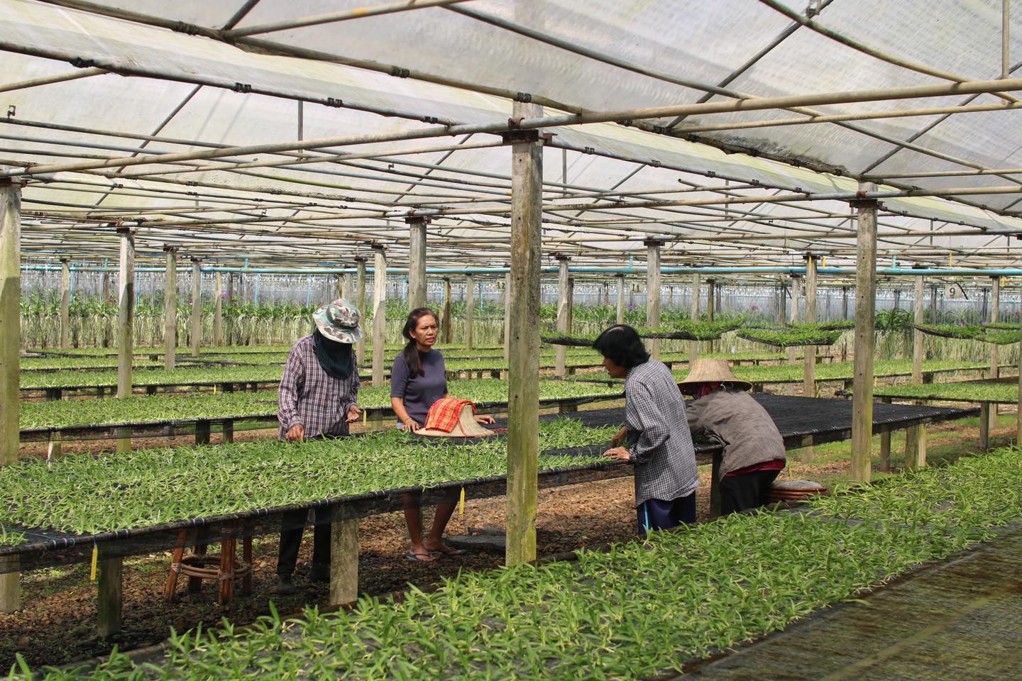 Atikan Orchids Farm in Kanchanaburi